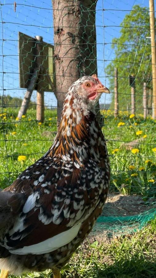 Agroturystyka,, Ranczo Kruszynki" Stronie Slaskie Bagian luar foto