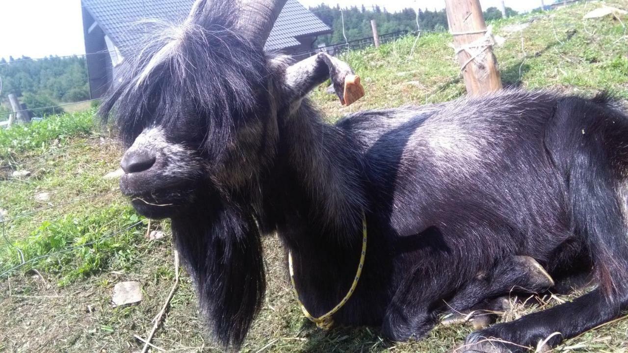 Agroturystyka,, Ranczo Kruszynki" Stronie Slaskie Bagian luar foto